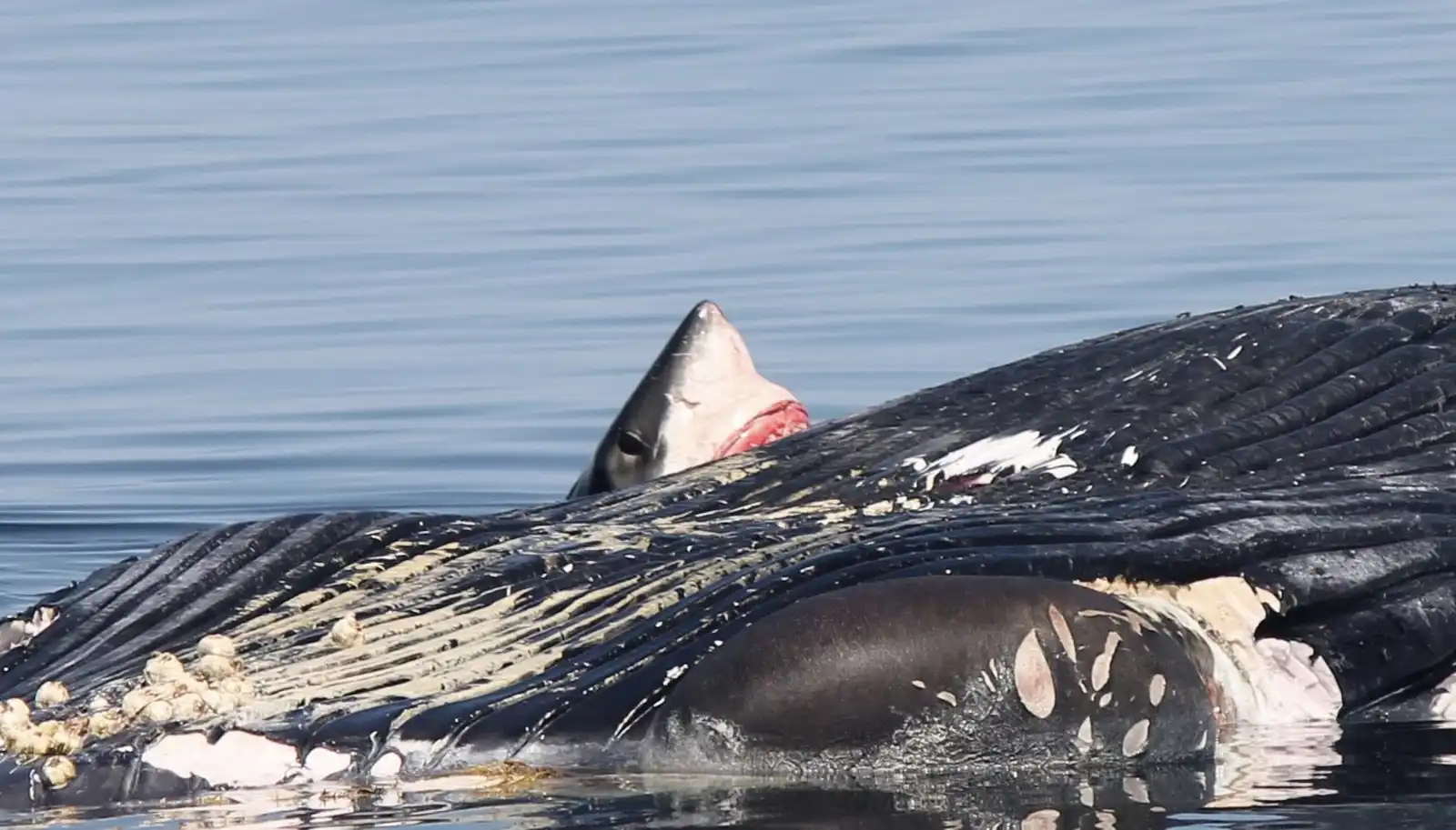 القرش الأبيض يلتهم حوت أحدب