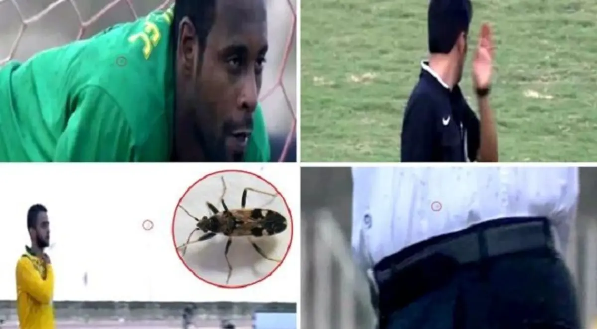 شاهد بالفيديو.. الحشرات تغزو ملعبا في السعودية
