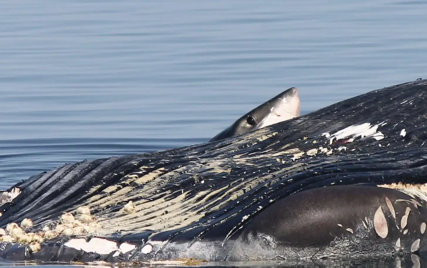 القرش الأبيض يلتهم حوت أحدب