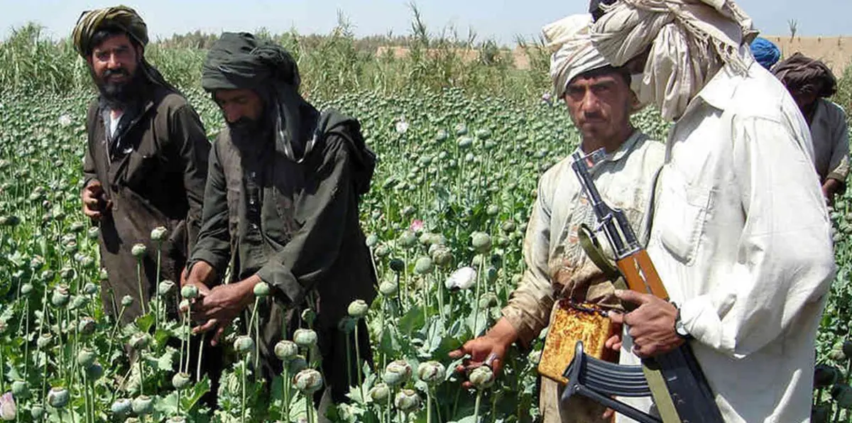 هل يدفع تلف حقول الخشخاش "طالبان" لمحادثات سلام جديدة مع الحكومة؟