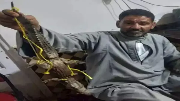 الصياد الذي عثر على التمساح
