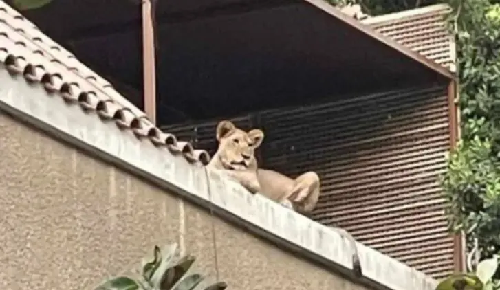 الأسد الذي كان على الشرفة عند رجل الأعمال المصري