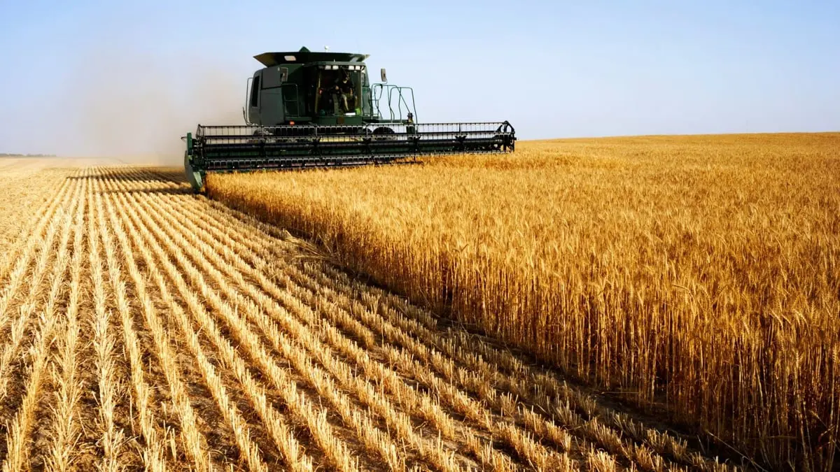 بسبب تحديات الغزو الروسي.. نحو 25 مليون طن من الحبوب عالقة في أوكرانيا