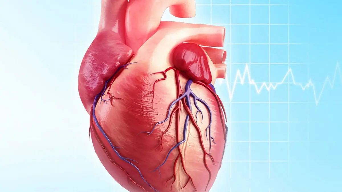 تسارع أو تباطؤ نبضات القلب المفاجئ.. الأسباب ونصائح للتعامل