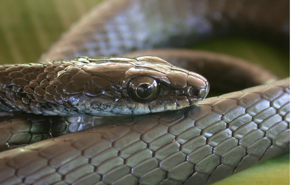 Dendrelaphis atra