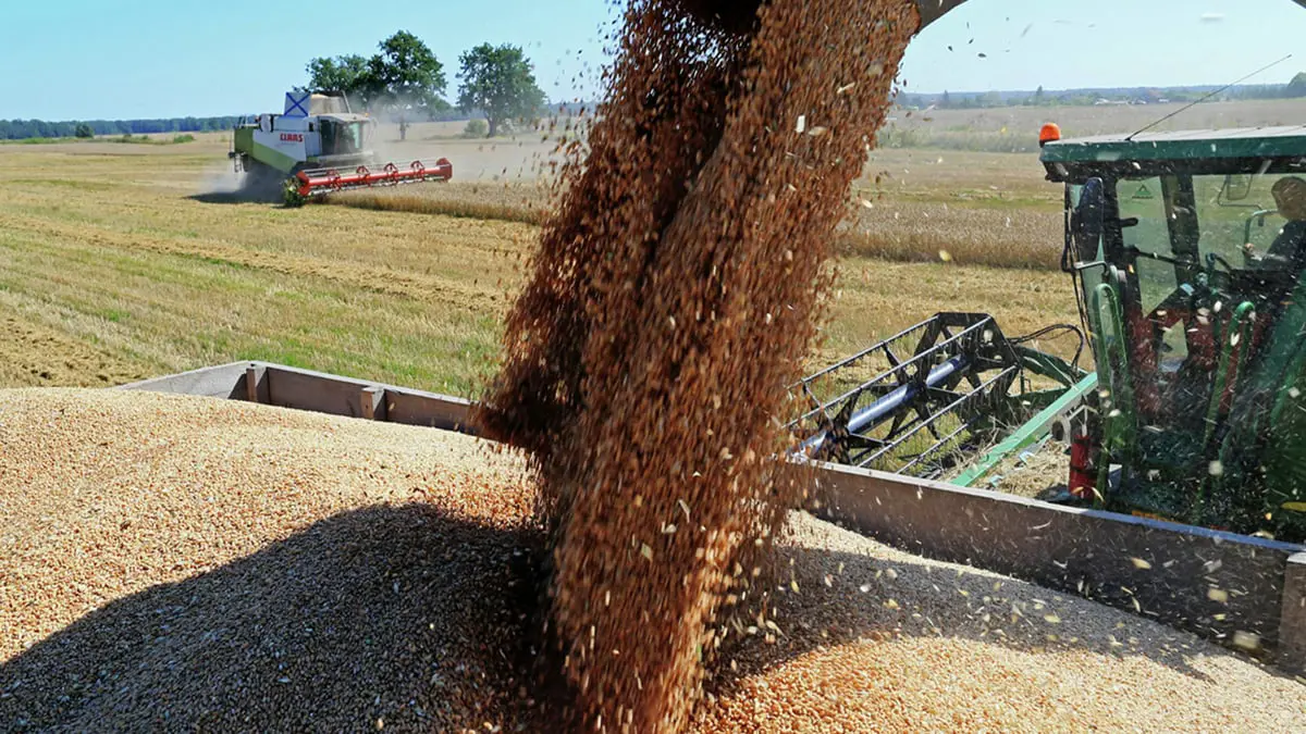 التفاؤل باستئناف صادرات أوكرانيا يخفض أسعار القمح والذرة