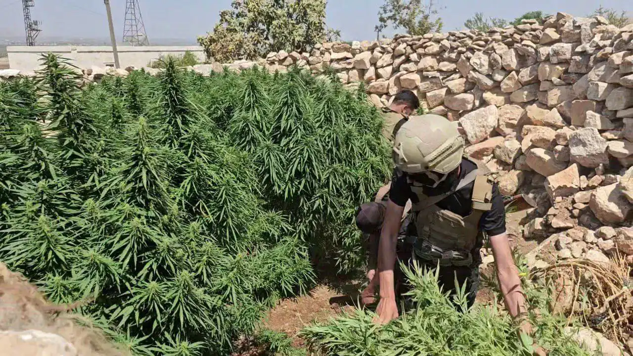 ضبط مزرعة للقنب في ريف حلب