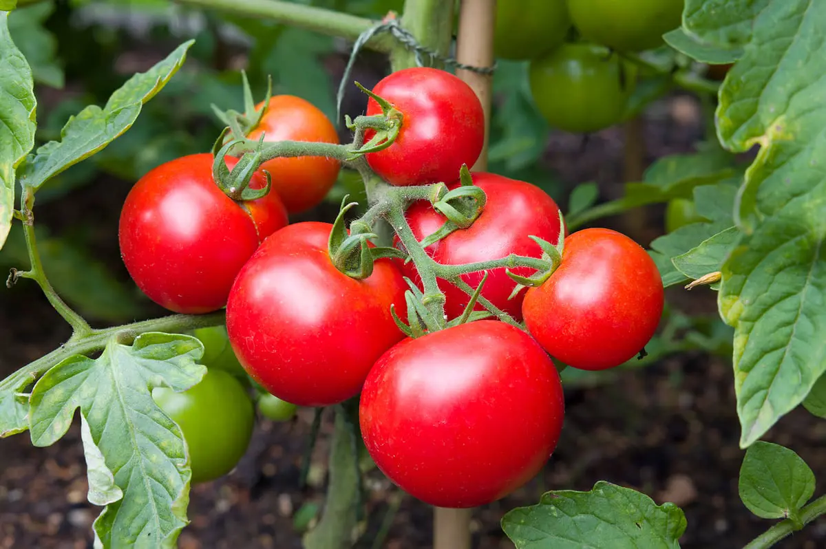 خبراء تغذية يوضحون الفرق بين الطماطم العضوية وغير العضوية