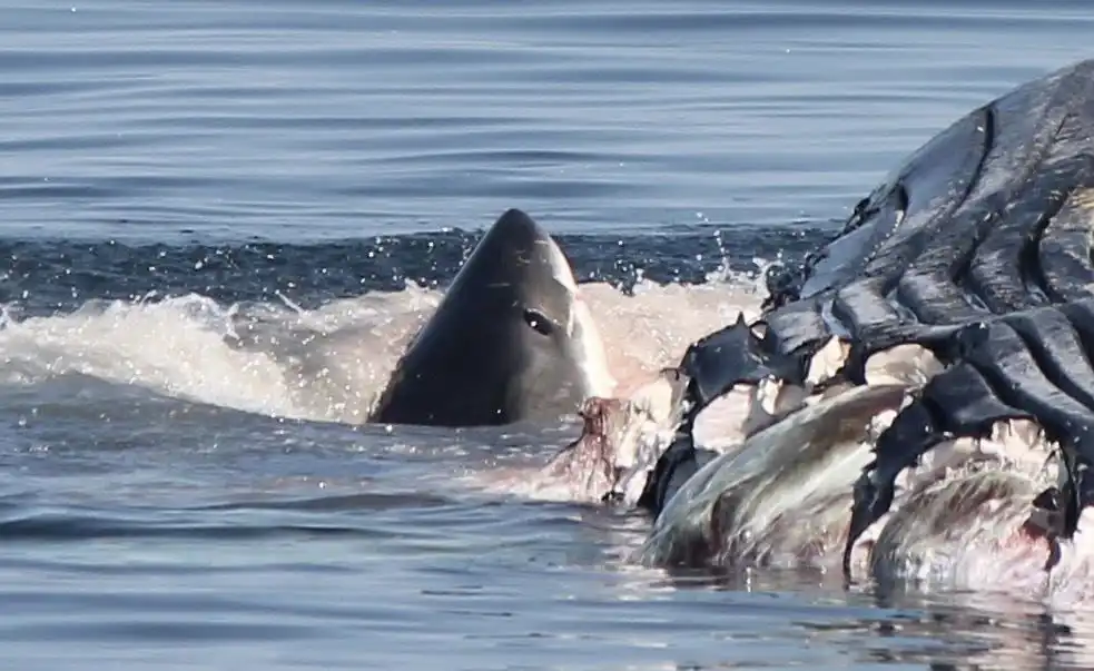 القرش الأبيض يلتهم حوت أحدب