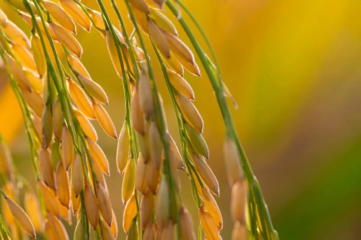 علماء: منع زراعة الأرز الذهبي قد يودي بحياة عشرات آلاف الأطفال