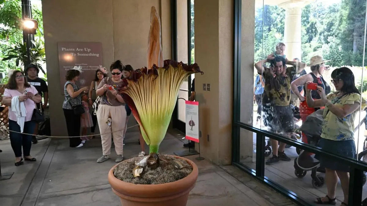 زوار حديقة أمريكية يتابعون تفتُّح زهرة برائحة "مقززة"‎
