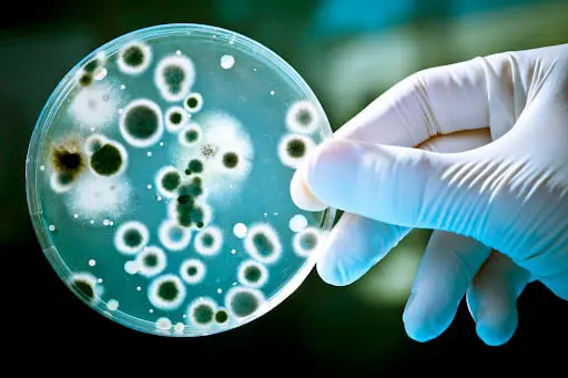 "الصحة العالمية" تحدث قائمة البكتيريا المقاومة للأدوية الأشد خطرا