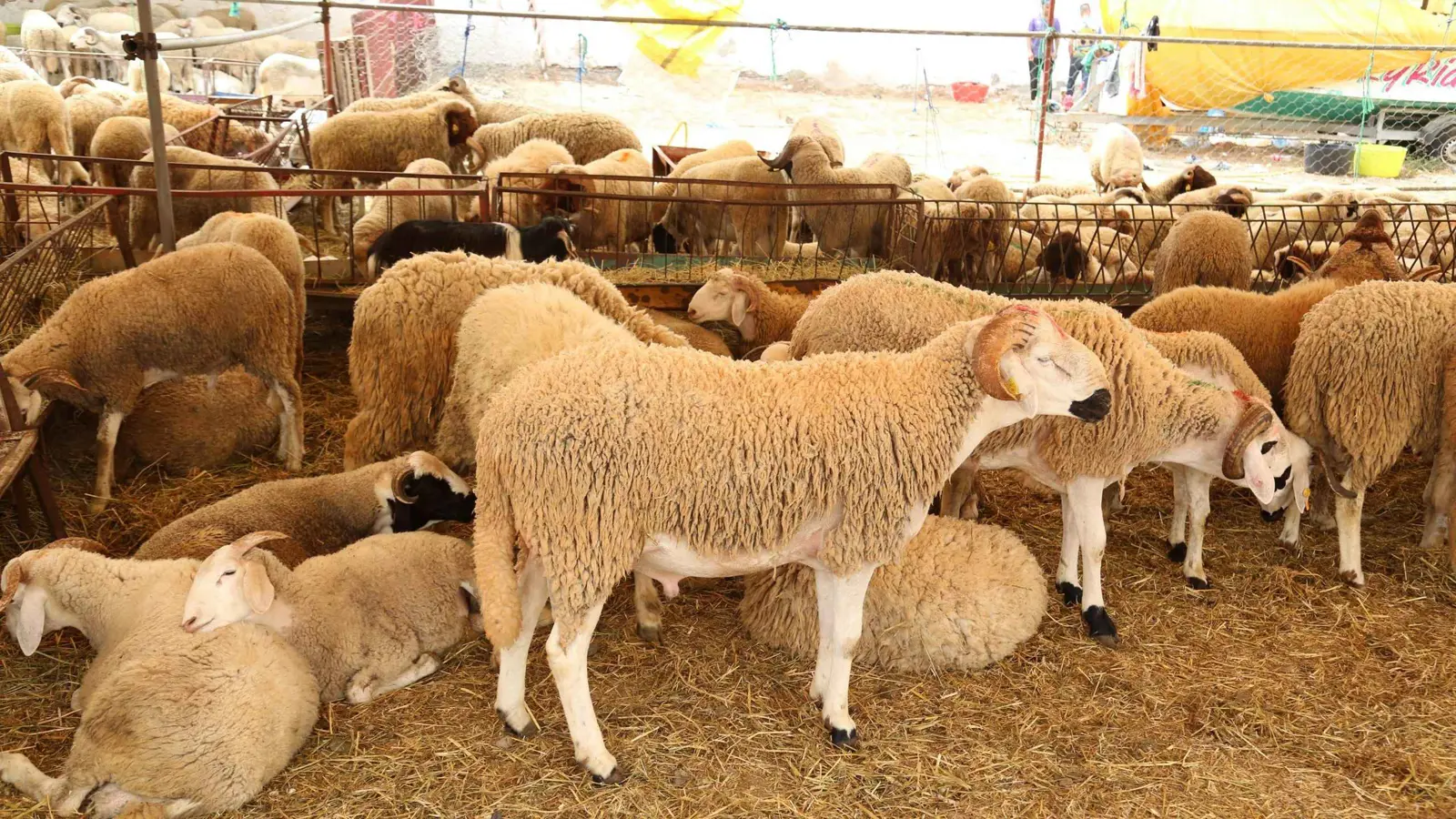 الجزائر.. ضبط عصابة متخصصة بسرقة المواشي