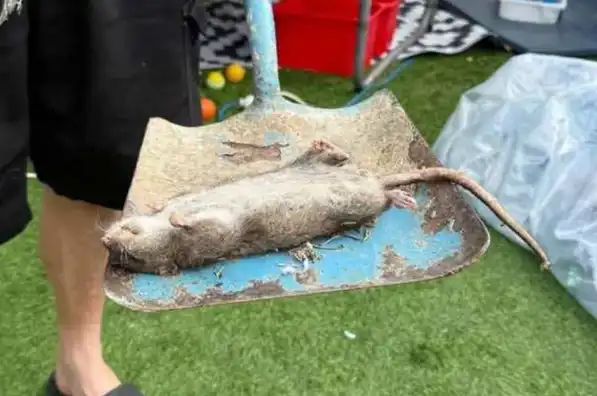 الفأر العملاق 