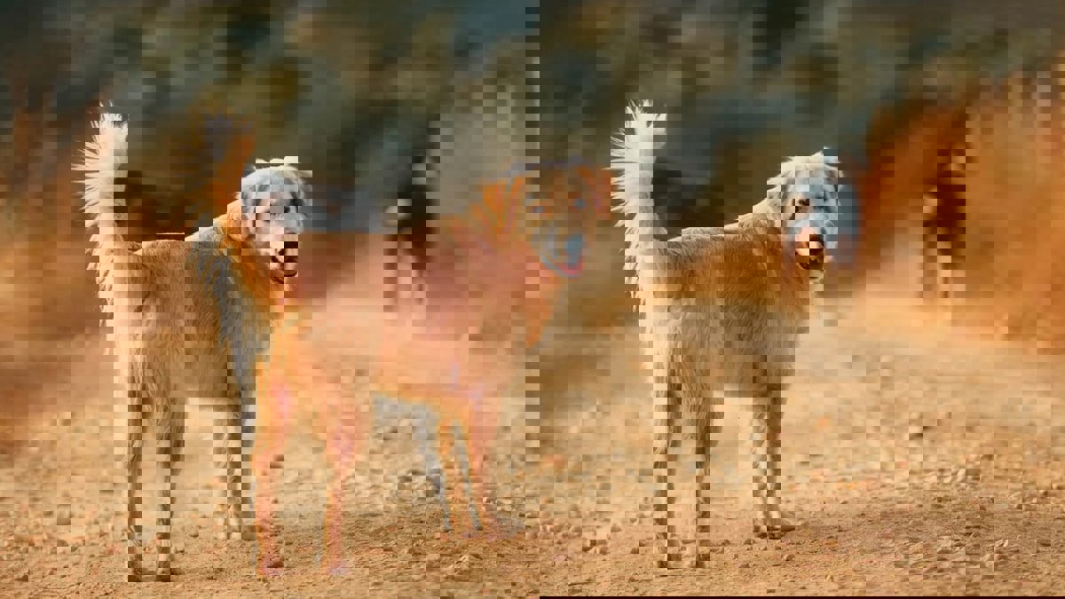  5 حيوانات أليفة تجلب الحظ السعيد لمنزلك