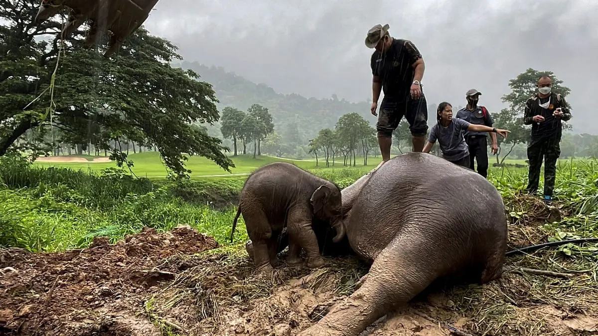 عملية إنقاذ مثيرة لأنثى فيل ورضيعها سقطا في حفرة بتايلاند