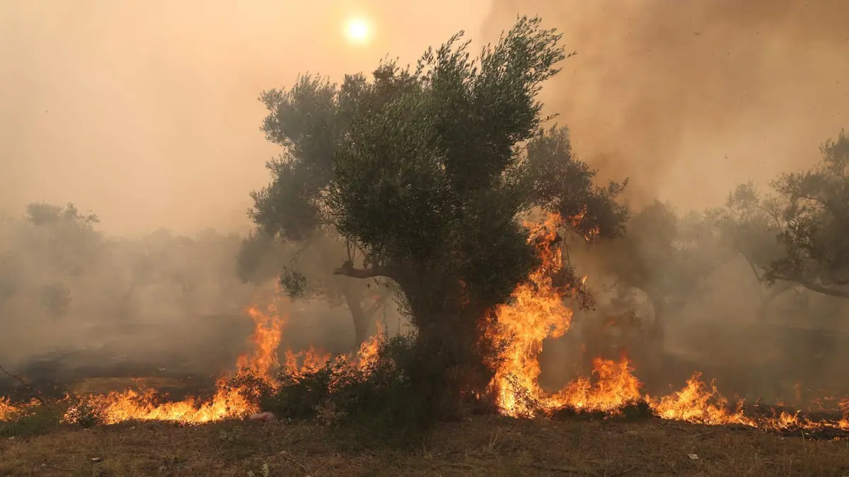 السلطات اليونانية تقترب من السيطرة على حريق محمية داديا الهائل