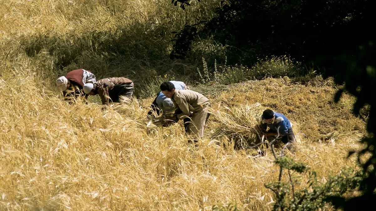 المغرب.. توقعات بتراجع إنتاج الحبوب بسبب الجفاف