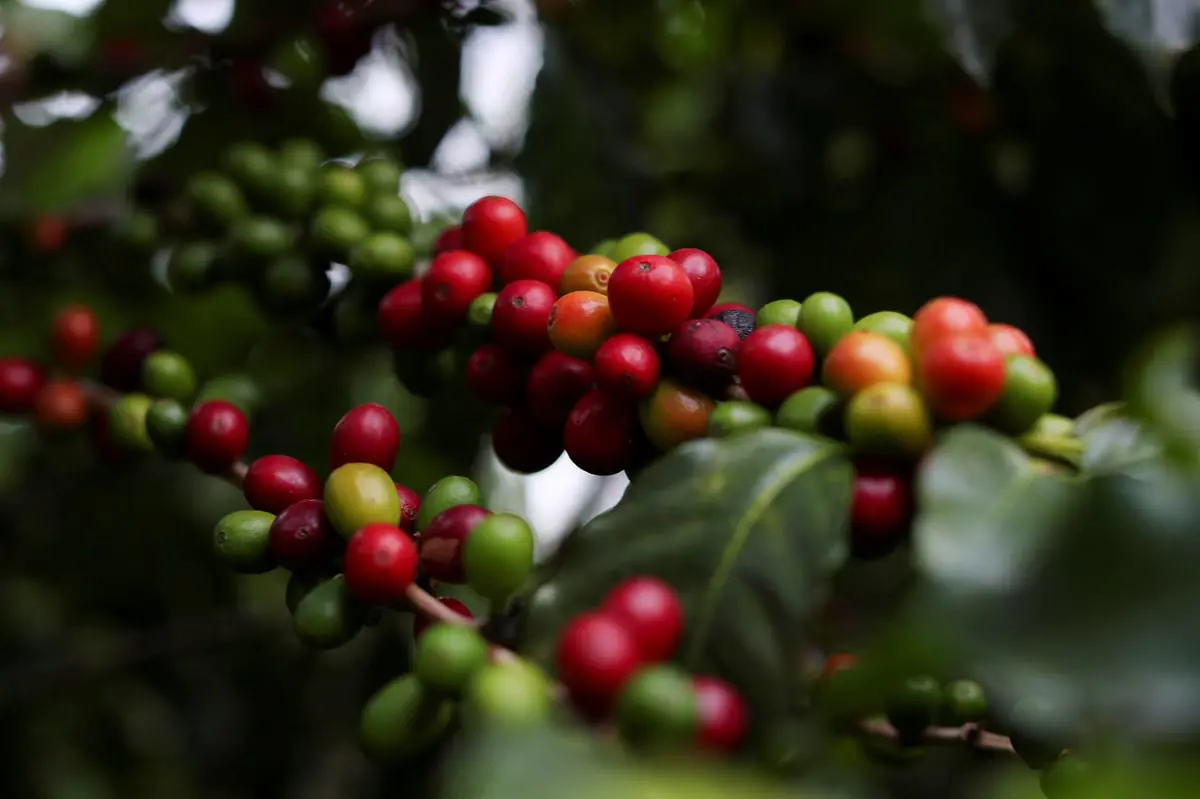دراسة تكشف آلية "دفاع جيني" في نبات القهوة ضد مرض مُدمر