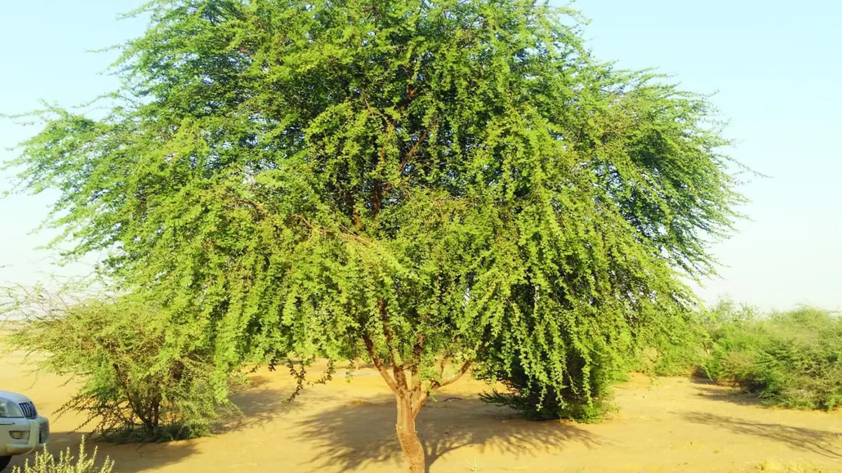 تعيش شهورا بلا ماء.. السعودية تتوسع في زراعة شجرة الغضا