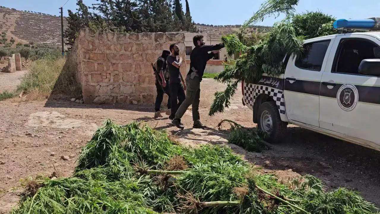 ضبط مزرعة للقنب في ريف حلب