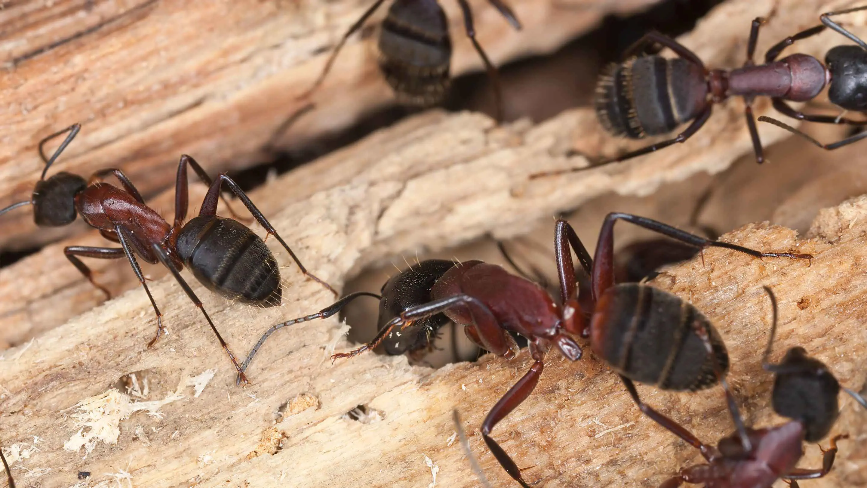 بحث يكشف مفاجأة مذهلة حول "الطبابة" في مجتمع النمل‎