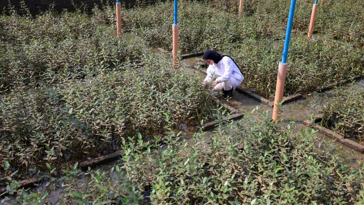 عُمان تحيي زراعة المانغروف لمحاربة التغير المناخي