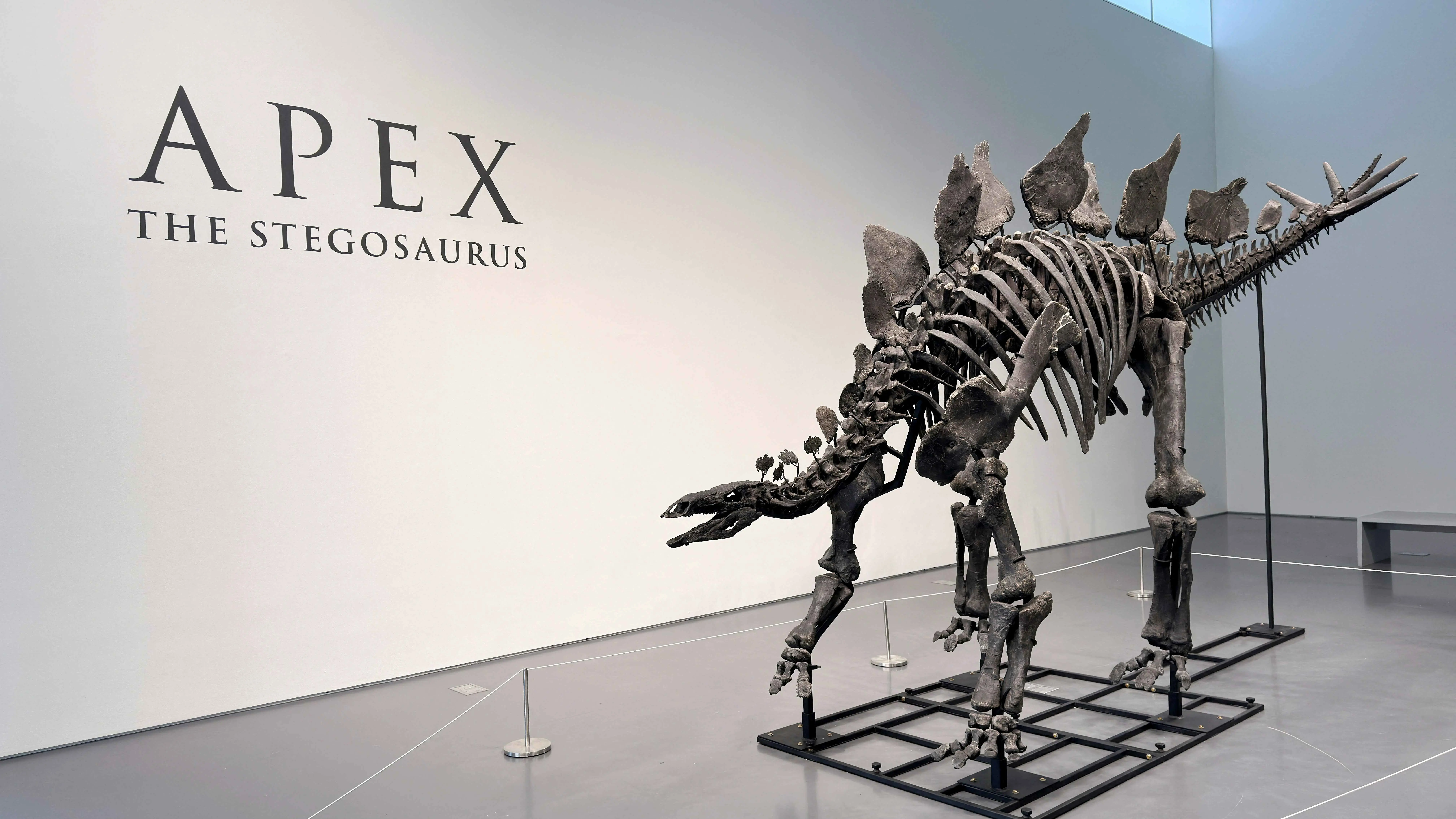 الأثمن على الإطلاق.. بيع أحفورة ديناصور بـ44.6 مليون دولار
