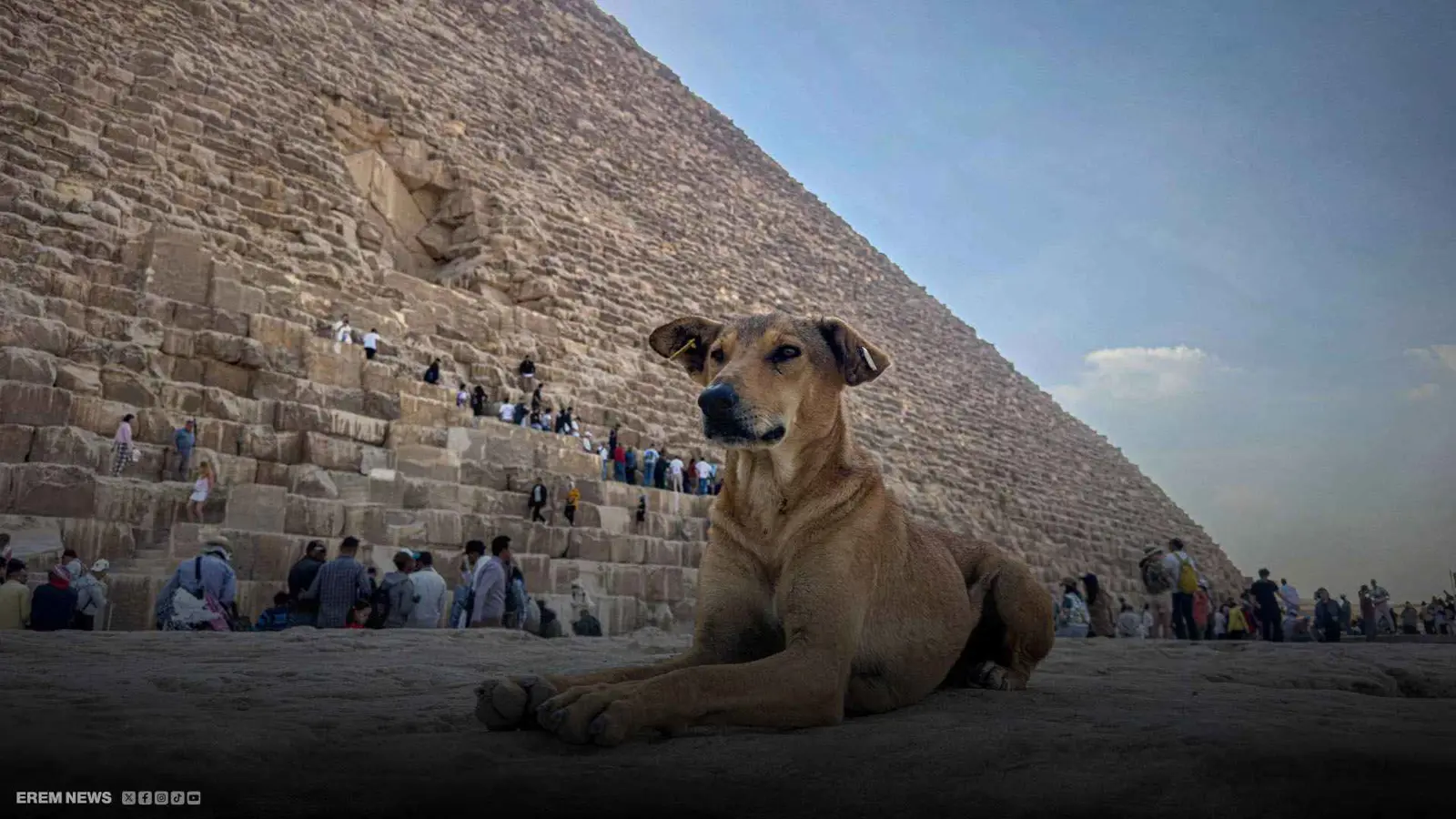 كلاب الأهرامات