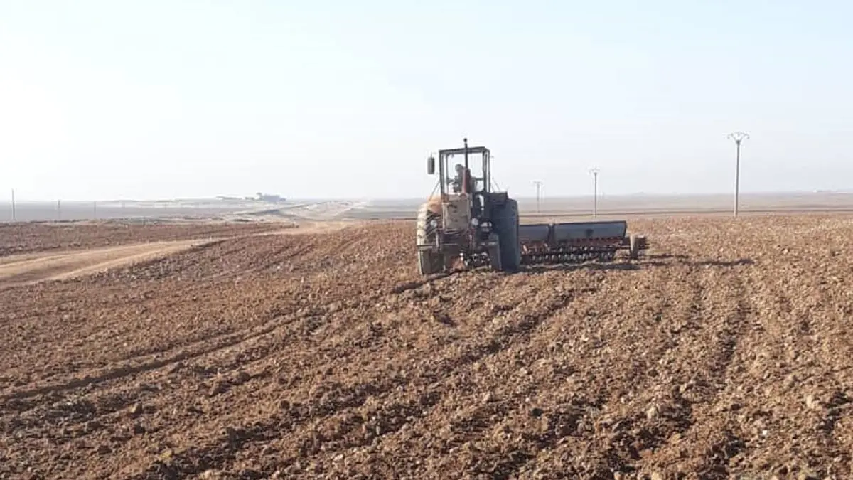 "محصول استراتيجي".. تحديات زراعة الشعير في شمال سوريا‎‎