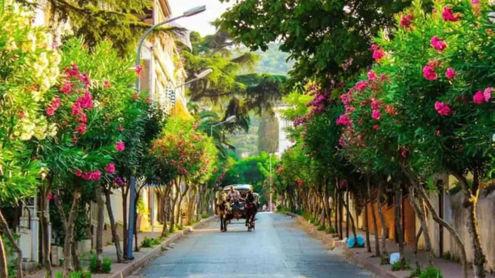 جزيرة سياحية تركية غزتها السيارات تحن لأيام الخيول (صور)