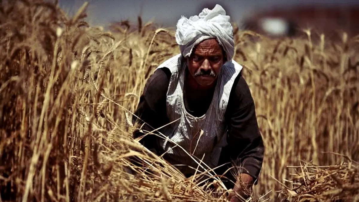 بعد التوسع في زراعته.. متى تستطيع مصر الاكتفاء ذاتيًا من القمح؟