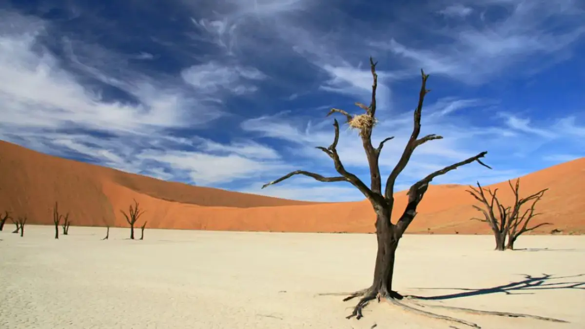 غابة Dead Vlei