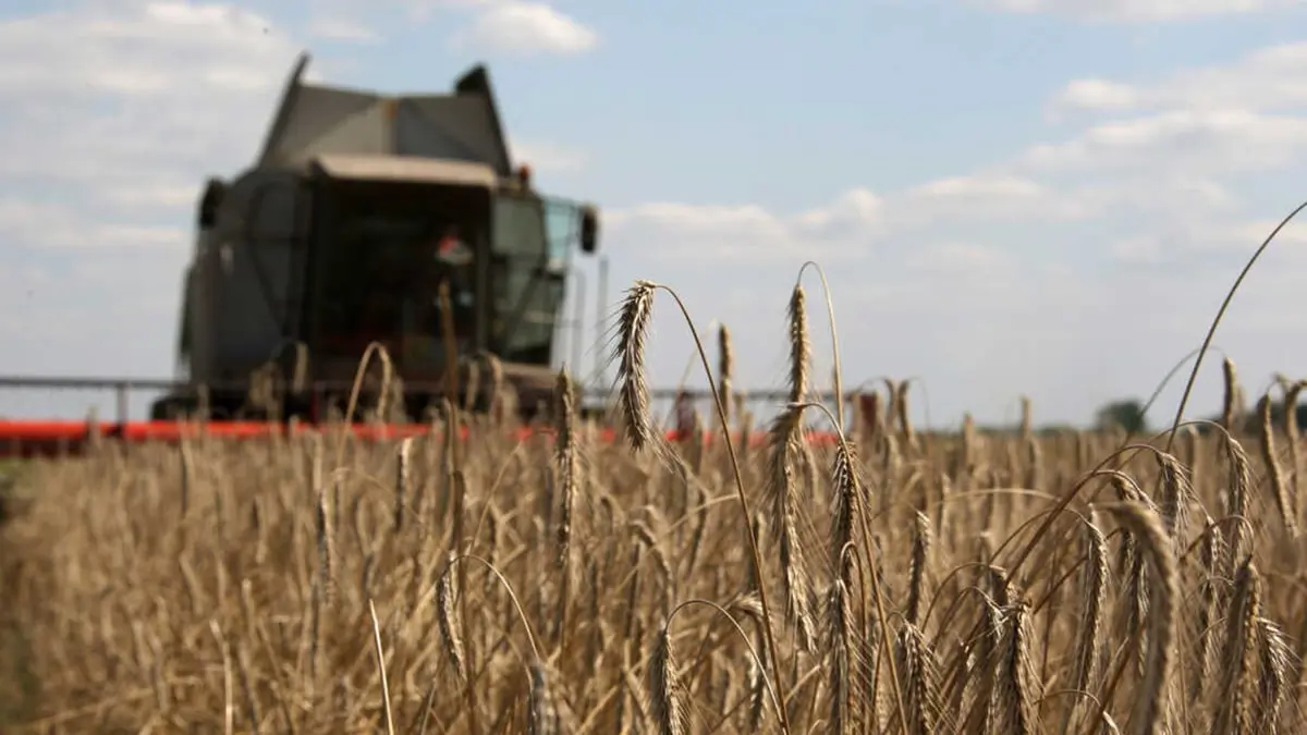 روسيا تتصدر قائمة مصدري القمح في العالم 