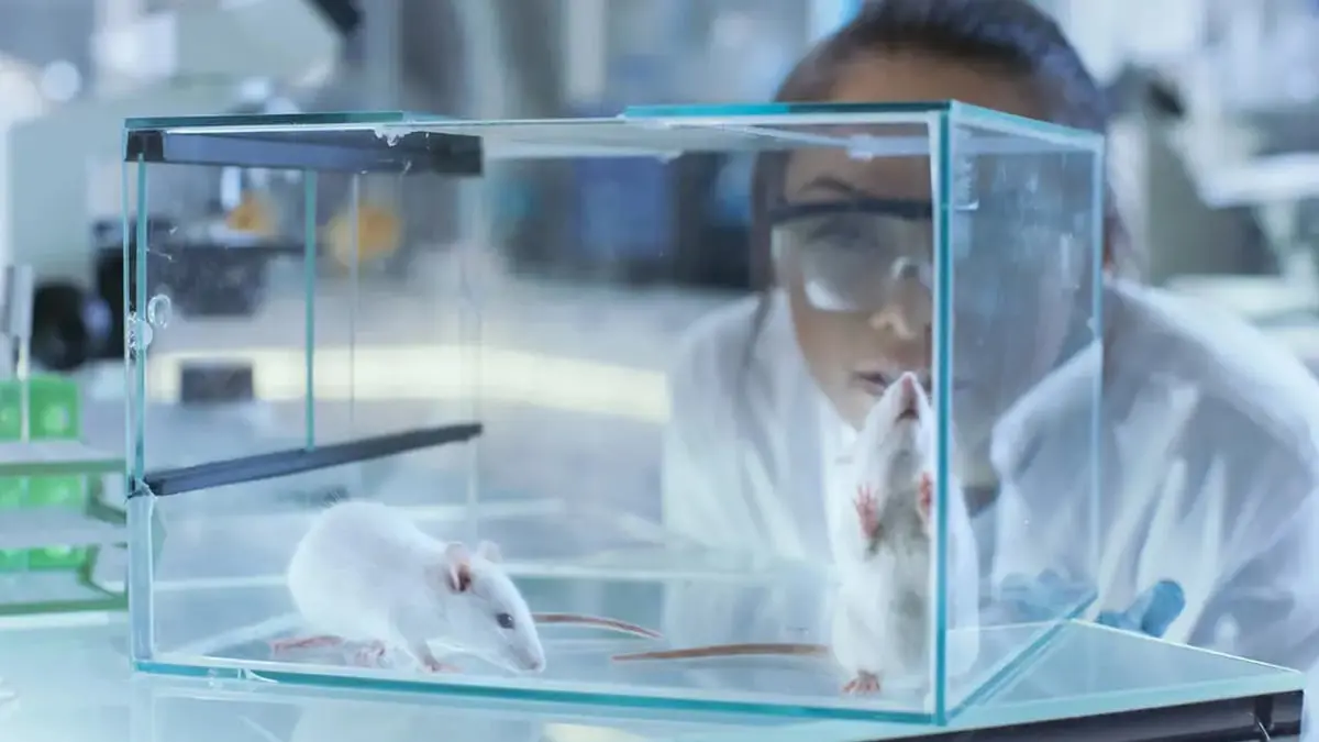 لأول مرة.. علماء يدرسون الأمراض بتنمية خلايا دماغ بشرية في الفئران