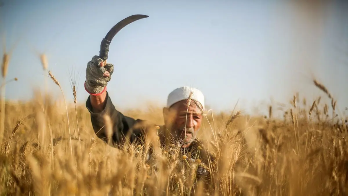التغير المناخي يؤثر على محصول القمح في غزة