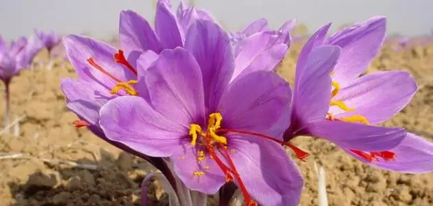 نبتة الزعفران