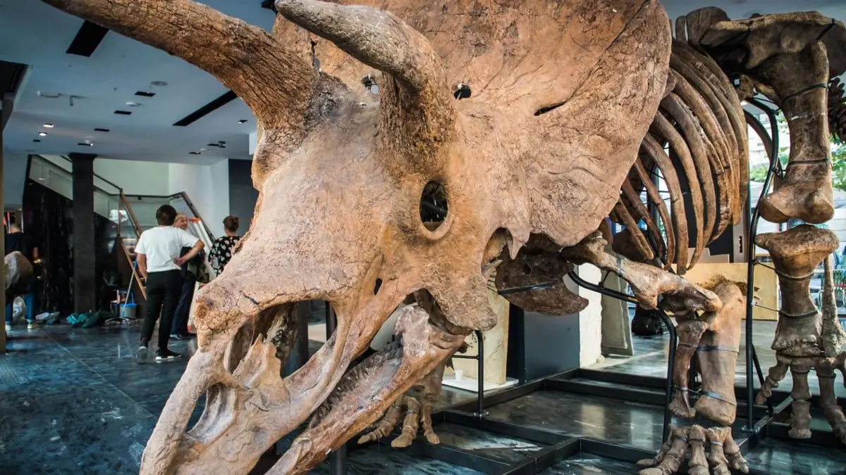 "بيغ جون".. أكبر ديناصور ثلاثي القرون يباع بمزاد علني في باريس