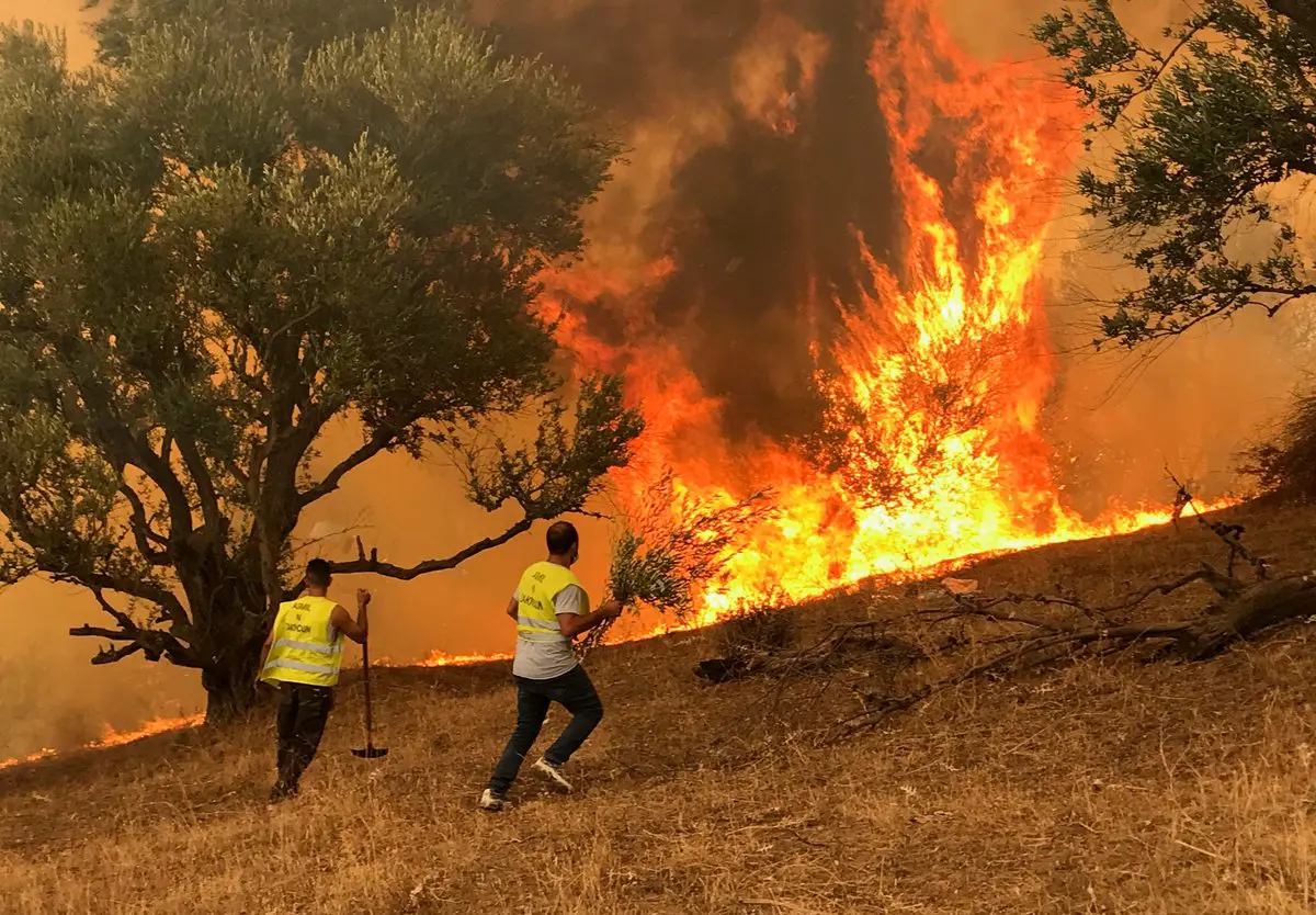 المغرب يستعين بالذكاء الاصطناعي لمواجهة حرائق الغابات