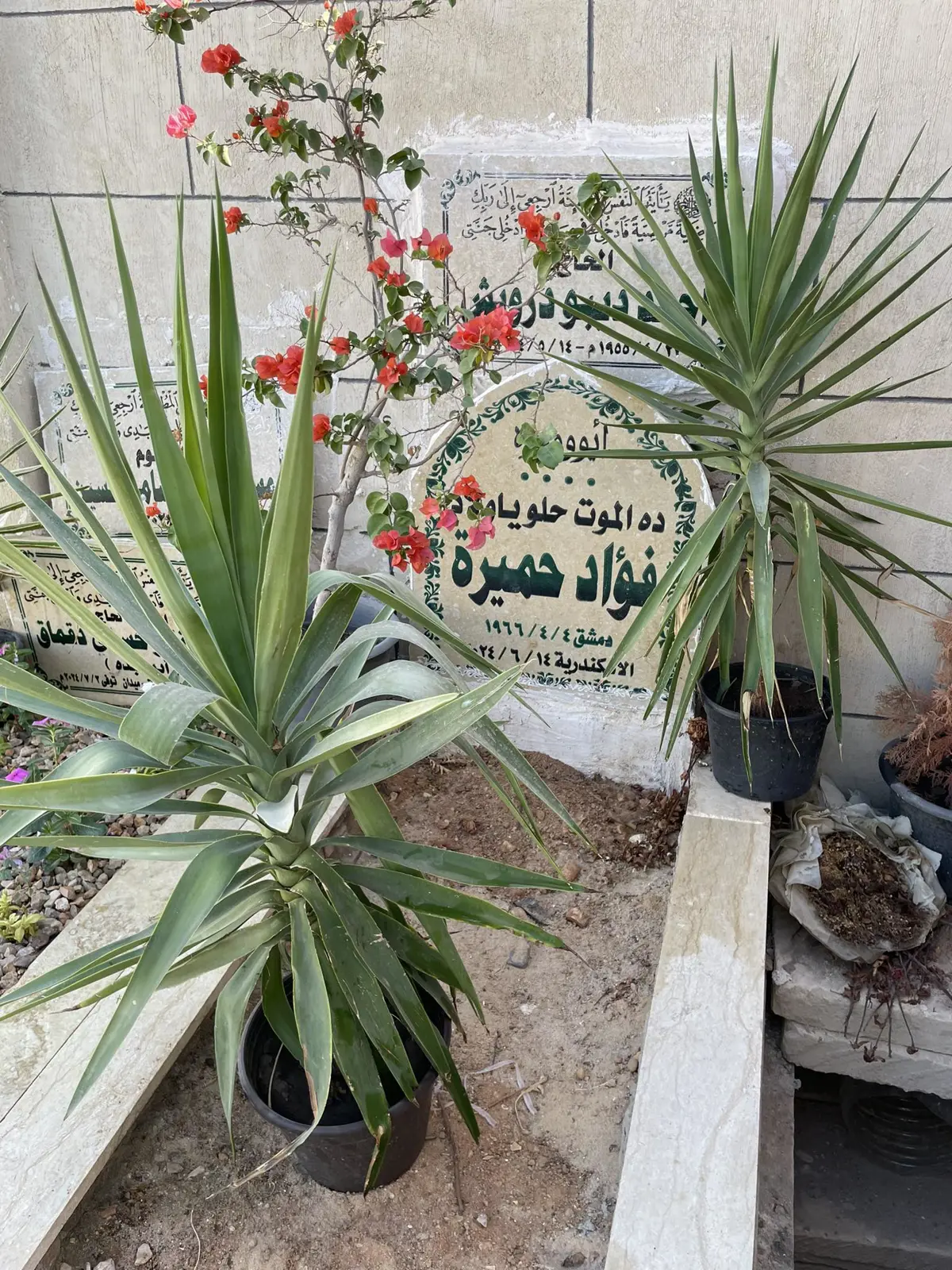 قبر فؤاد حميرة في القاهرة