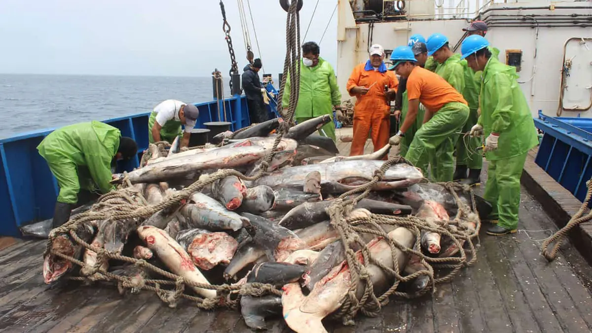 تقرير: سفن صيد صينية تهدد الثروة السمكية لأمريكا اللاتينية