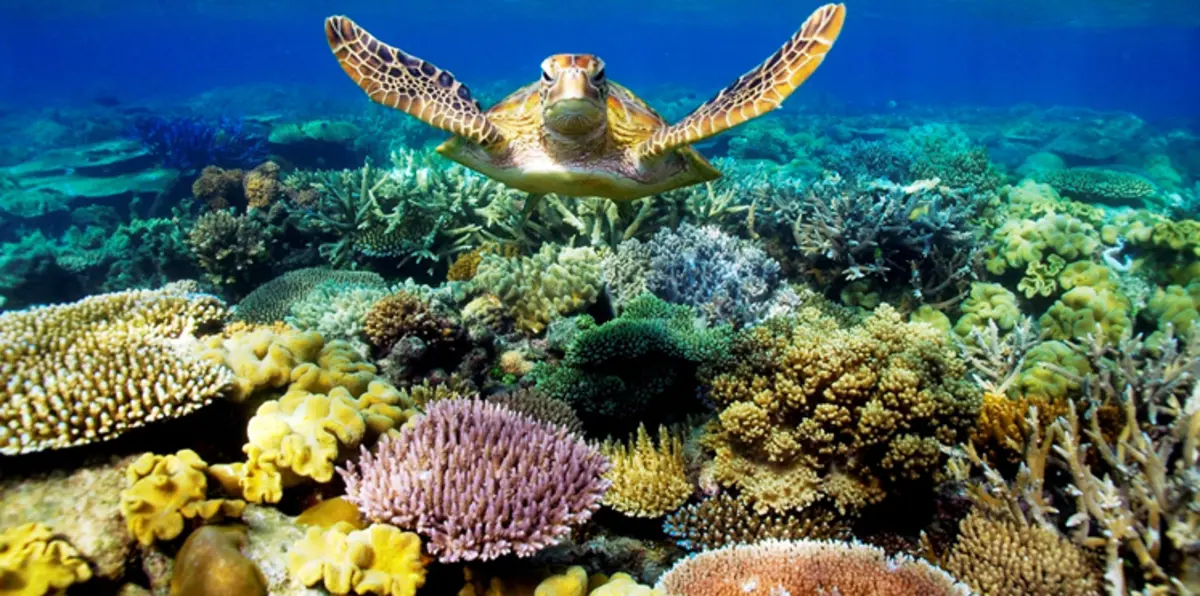أستراليا تطهر الحاجز المرجاني العظيم بمبلغ خيالي