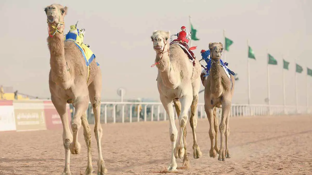 السعودي بن دغيثر يفقد أبرز ألقاب المزايين لصالح الكويتي الدبوس في أشهر "كلاسيكو" للإبل