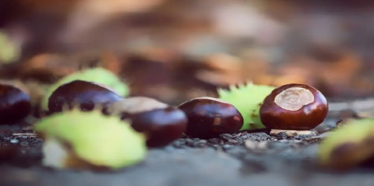 نبات جديد يسهم في تشخيص السرطان