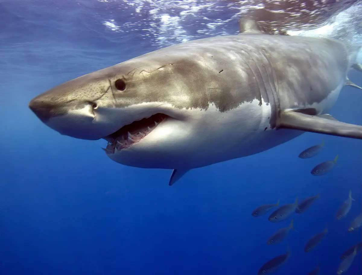 فلوريدا عاصمة هجمات أسماك القرش في العالم