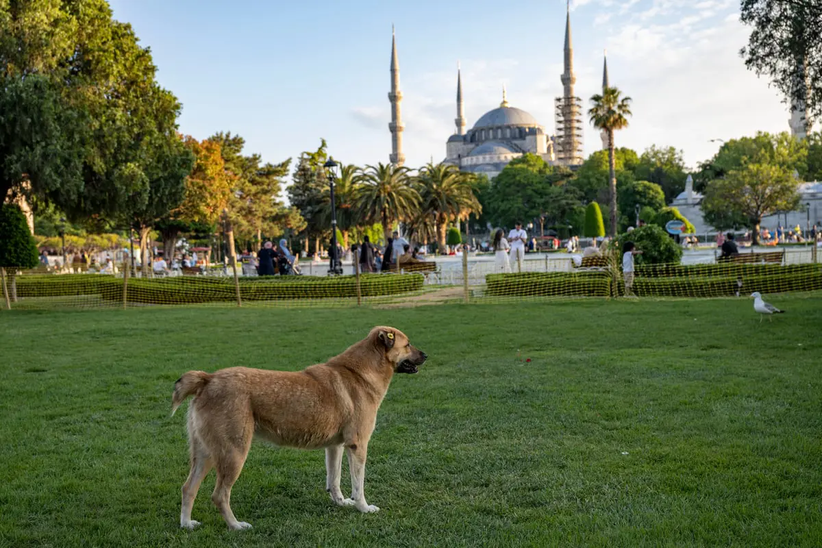 انقسام حول إعدامها.. ملايين الكلاب الضالة تثير الرعب في تركيا 