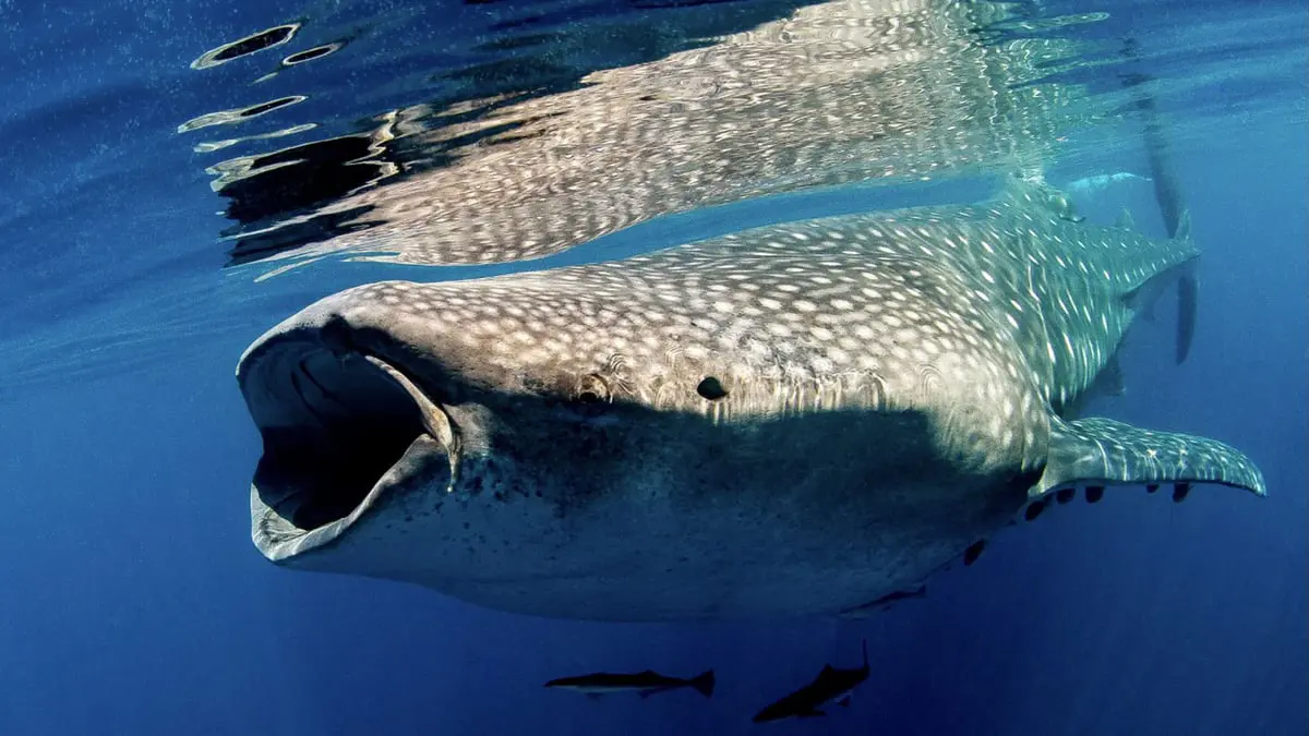 ليس الحوت الأزرق.. دراسة تكشف أكبر حيوان آكل للحوم في العالم