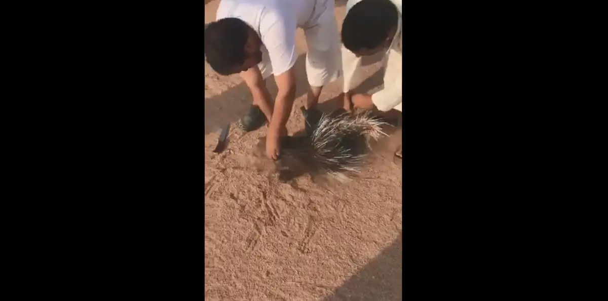 بالفيديو.. السعودية تلاحق صيادين أثاروا غضب نشطاء بيئيين