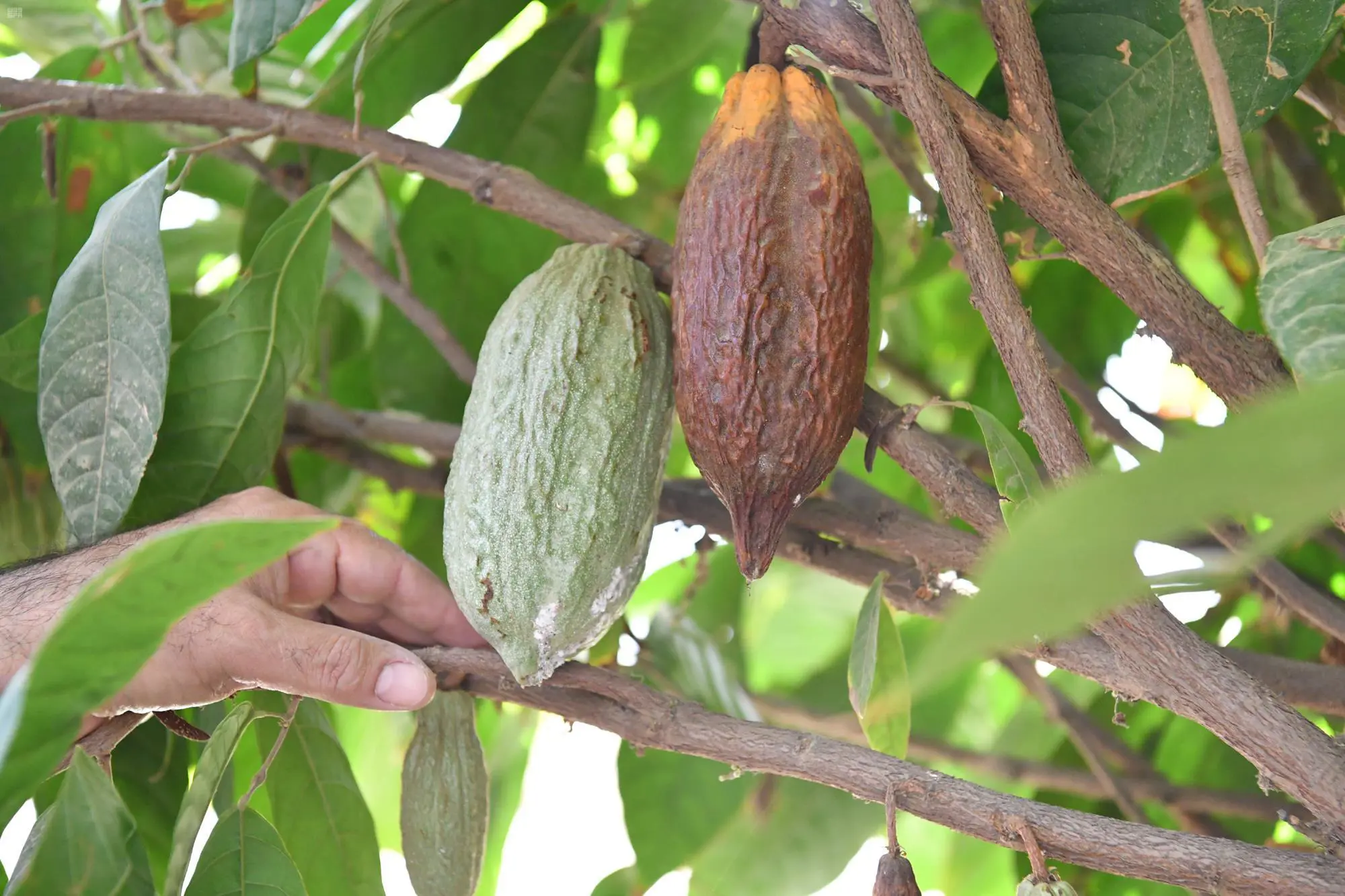 نبتة الكاكاو