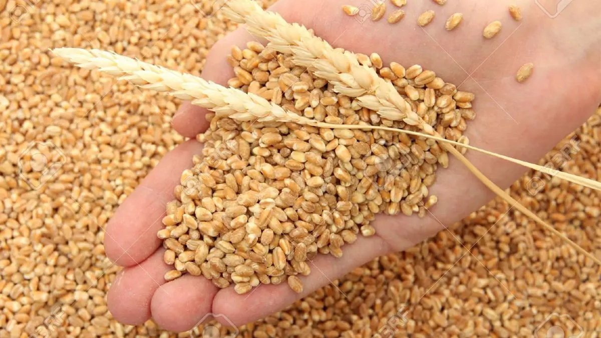 تقرير: التوترات بين روسيا وأوكرانيا تثير قلق مصر بسبب استيراد القمح